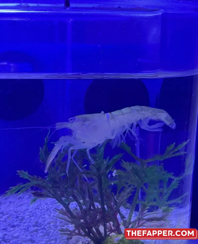 Kiwisunset  Onlyfans Leaked Nude Image #PMP2RqDJvC