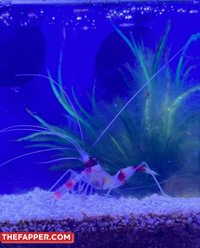 Kiwisunset  Onlyfans Leaked Nude Image #R4I7yCftwf