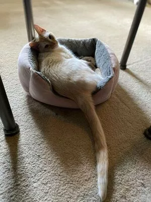 Savanahroses Onlyfans Leaked Nude Image #jhTi7ab0yr