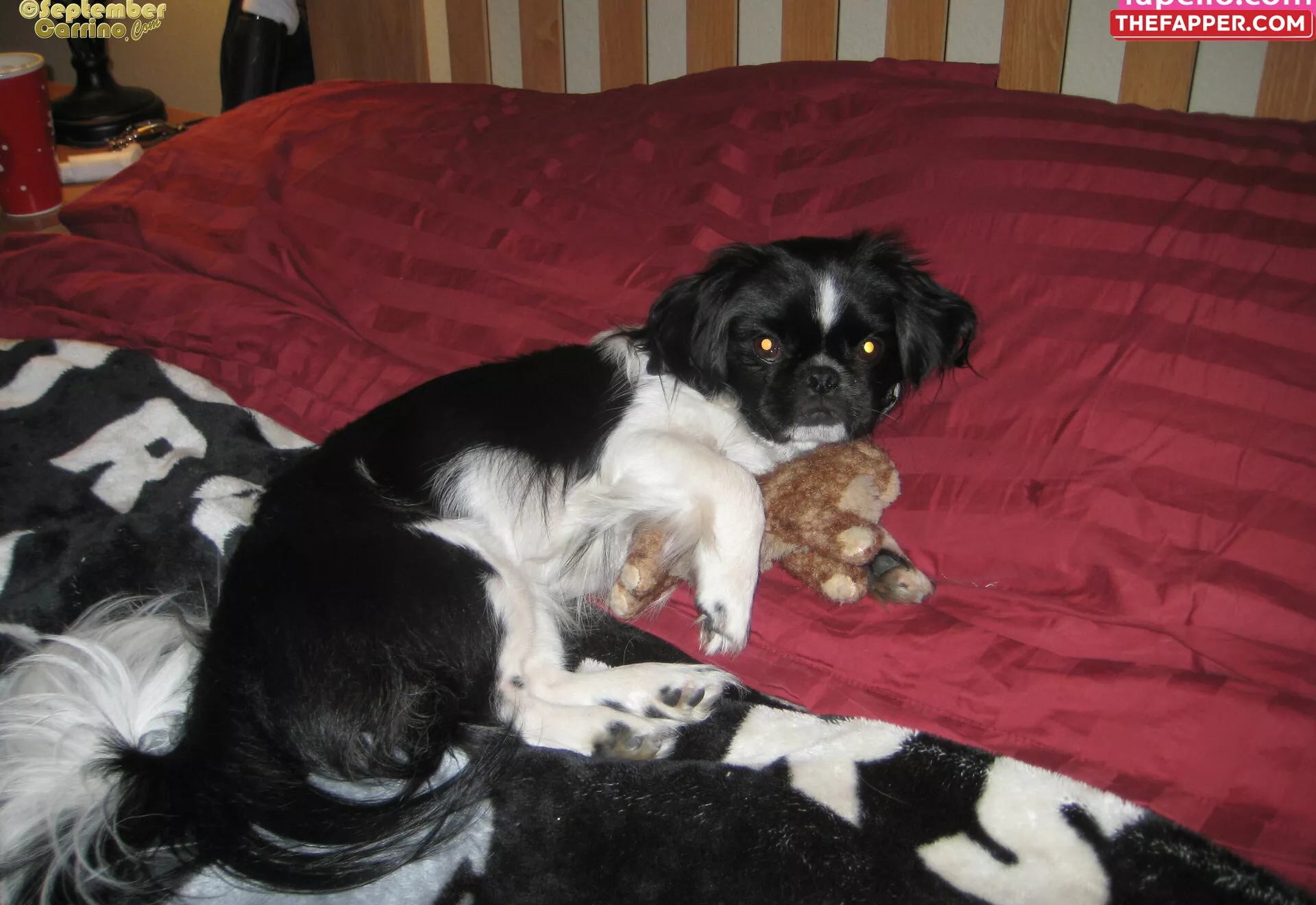 September Carrino  Onlyfans Leaked Nude Image #g9C7H5LXeL